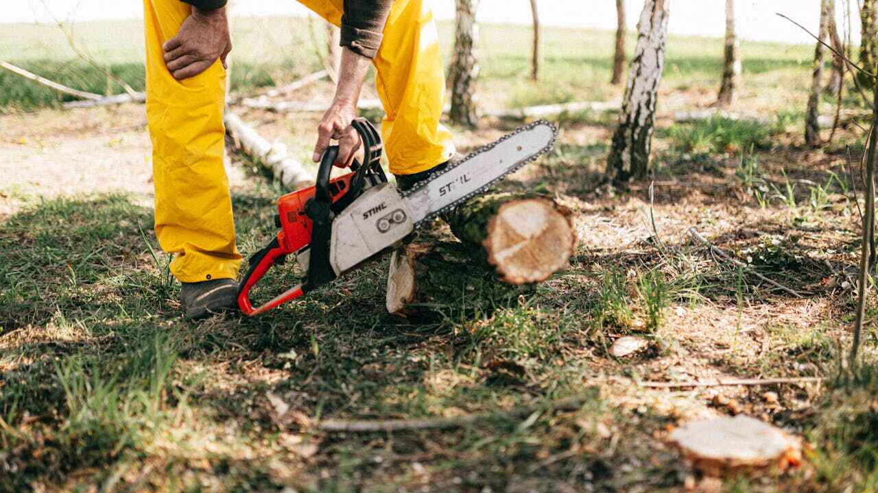 Best Tree Root Removal  in Casey, IL